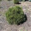 Pinus sylvestris 'Xawery' - Scots pine - Pinus sylvestris 'Xawery'