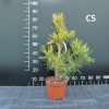 Pinus thunbergii 'Ogon' - Cосна Тунберга - Pinus thunbergii 'Ogon'