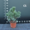 Pinus xschwerinii 'Wiethorst' - Schwerin pine - Pinus xschwerinii 'Wiethorst'