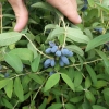 Lonicera kamtschatica 'Amphora' - Blue honeysuckle ;  Haskap - Lonicera kamtschatica 'Amphora'