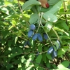 Lonicera kamtschatica 'Amphora' - Blue honeysuckle ;  Haskap - Lonicera kamtschatica 'Amphora'