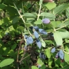 Lonicera kamtschatica  'Atut'- Blue Honeysuckle  ; Haskap - Lonicera kamtschatica 'Atut'