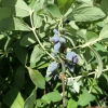 Lonicera kamtschatica 'Leningradski Velikan' - Blue Honeysuckle ; Haskap - Lonicera kamtschatica 'Leningradski Velikan'