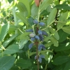 Lonicera kamtschatica 'Leningradski Velikan' - Blue Honeysuckle ; Haskap - Lonicera kamtschatica 'Leningradski Velikan'