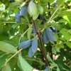 Lonicera kamtschatica 'Morena' - Blue honeysuckle ; Haskap - Lonicera kamtschatica 'Morena'