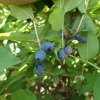 Lonicera kamtschatica 'Nimfa' - Blue honeysuckle ; Haskap - Lonicera kamtschatica 'Nimfa'