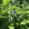 Lonicera kamtschatica 'T3' - Blue Honeysuckle ; Haskap - Lonicera kamtschatica 'T3'