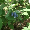 Lonicera kamtschatica 'T5' - Blue Honeysuckle- Haskap - Lonicera kamtschatica 'T5'