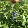Lonicera kamtschatica 'Tomiczka'- jagoda kamczacka - Lonicera kamtschatica 'Tomiczka'