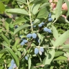 Lonicera kamtschatica 'Wołoszebnica' - jagoda kamczacka - Lonicera kamtschatica 'Wołoszebnica'