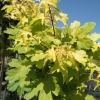 Acer campestre 'Postelense' - klon polny - Acer campestre 'Postelense'