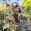 Acer campestre  'Ruby Lace'- klon polny - Acer campestre  'Ruby Lace'