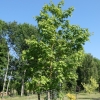 Acer cappadocicum 'Rubrum' - Клён колхидский - Acer cappadocicum 'Rubrum'