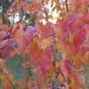 Acer davidii ssp. grosseri - Клен Давида - Acer davidii ssp. grosseri