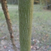 Acer davidii ssp. grosseri - Клен Давида - Acer davidii ssp. grosseri