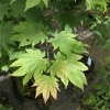 Acer japonicum Vitifolium - Клен японский - Acer japonicum