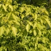 Acer negundo 'Kelly's Gold' - klon jesionolistny - Acer negundo 'Kelly's Gold'