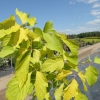 Acer negundo 'Kelly's Gold' - Eschen- Ahorn - Acer negundo 'Kelly's Gold'