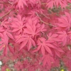 Acer palmatum 'Atropurpureum' - Japanese maple - Acer palmatum 'Atropurpureum'