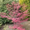 Acer palmatum 'Atropurpureum' - Fächer-Ahorn - Acer palmatum 'Atropurpureum'