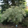 Acer palmatum 'Butterfly' - Japanese maple - Acer palmatum 'Butterfly'