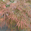 Acer palmatum 'Crimson Princess' - Клен дланевидный - Acer palmatum 'Crimson Princess'