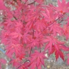 Acer palmatum 'Trompenburg' - Japanese maple - Acer palmatum 'Trompenburg'