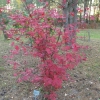 Acer palmatum 'Trompenburg' -  Fächer-Ahorn - Acer palmatum 'Trompenburg'