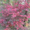 Acer palmatum - klon palmowy - Acer palmatum