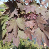 Acer platanoides 'Crimson Sentry' - klon zwyczajny ; klon pospolity - Acer platanoides 'Crimson Sentry'