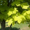 Acer platanoides 'Crimson Gold' - klon zwyczajny - Acer platanoides 'Crimson Gold'