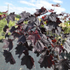Acer platanoides 'Faassen's Black' - Клён платаноли́стный - Acer platanoides 'Faassen's Black'