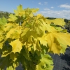 Acer platanoides 'Prigo' PRINCETON GOLD - Spitz-Ahorn - Acer platanoides 'Prigo' PRINCETON GOLD