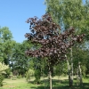 Acer platanoides 'Royal Red' - Norway maple - Acer platanoides 'Royal Red'