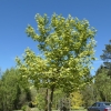 Acer pseudoplatanus 'Leopoldii' - Sycamore Maple - Acer pseudoplatanus 'Leopoldii'