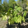 Acer pseudoplatanus 'Leopoldii' - klon jawor - Acer pseudoplatanus 'Leopoldii'