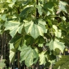 Acer pseudoplatanus 'Leopoldii' - klon jawor - Acer pseudoplatanus 'Leopoldii'