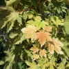 Acer pseudoplatanus 'Spring Gold' - klon jawor - Acer pseudoplatanus 'Spring Gold'