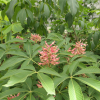 Aesculus pavia 'Rosea Nana' - kasztanowiec krwisty - Aesculus pavia 'Rosea Nana'