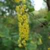 Berberis amurensis - berberys amurski - Berberis amurensis