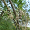 Broussonetia papyrifera - Шелковица бумажная ; Бумажная шелковица ; Бумажное дерево. - Broussonetia papyrifera