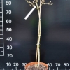 Acer negundo 'Odessanum' - Eschen- Ahorn - Acer negundo 'Odessanum'