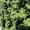 Cornus alba 'Hessei'- Дерен белый - Cornus alba 'Hessei'