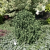 Cornus alba 'Hessei'- Дерен белый - Cornus alba 'Hessei'