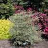 Cornus alternifolia 'Argentea' - Кизил супротивнолистный - Cornus alternifolia 'Argentea'