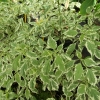 Cornus alternifolia 'Argentea' - Кизил супротивнолистный - Cornus alternifolia 'Argentea'