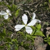 Cornus florida -Blüten-Hartriegel - Cornus florida