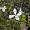 Cornus florida -dereń kwiecisty - Cornus florida