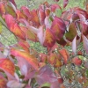 Cornus florida Cherokee Chief -  Кизил цветущий - Cornus florida Cherokee Chief