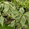 Cornus kousa 'Peve Limbo' - Кизил японский; Кизил куса - Cornus kousa 'Peve Limbo'